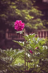 IMG_4140-1.jpg