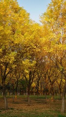 FF03A990-74B9-4F6F-9B11-323B0606CA17/L0/001