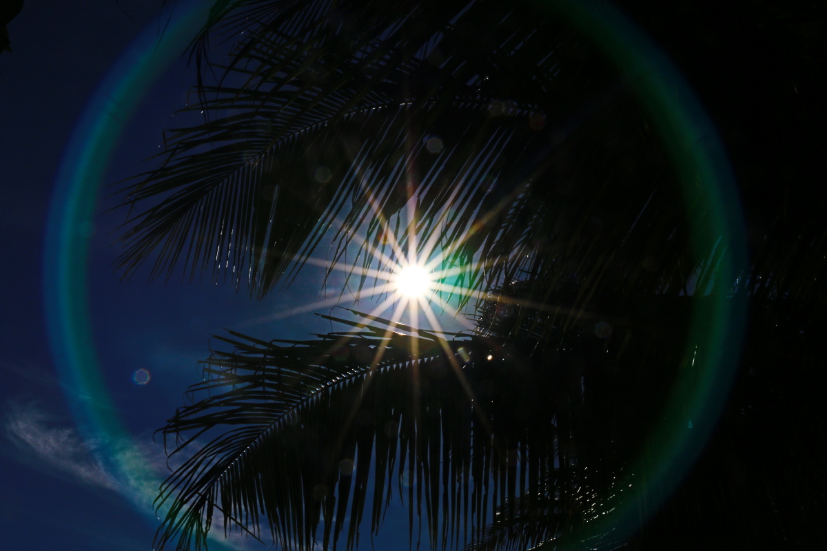 椰树缝隙中的光,很美