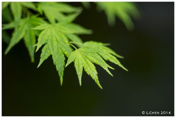 _IGP2346-1