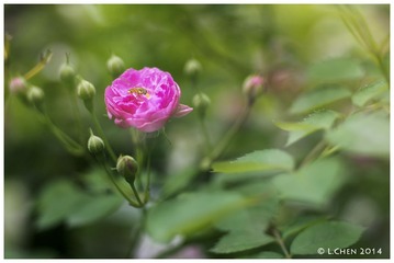 _IGP2413-1
