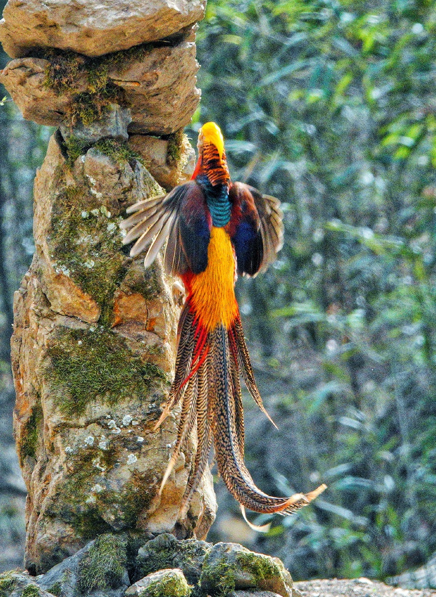 圈子_del_鸟36625#野生羽毛野生动物翅膀动物红腹锦鸡还没有人打赏,快