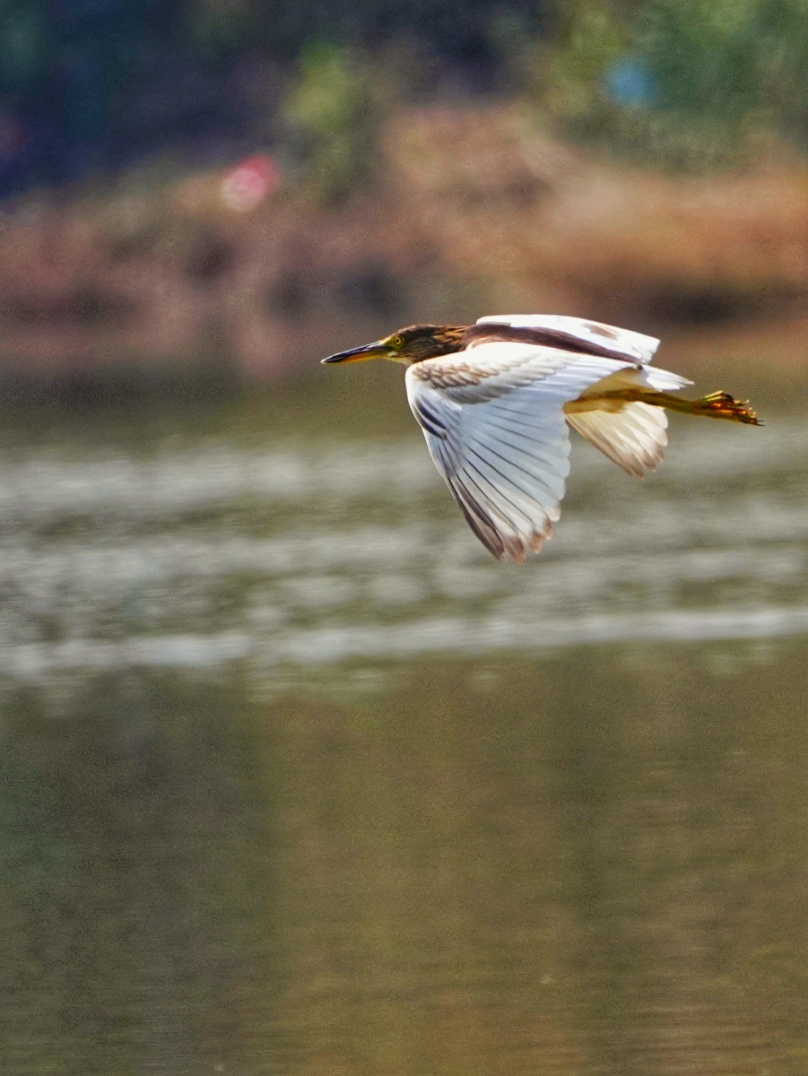 飞行的池鹭 - 独行妖哥 - 图虫