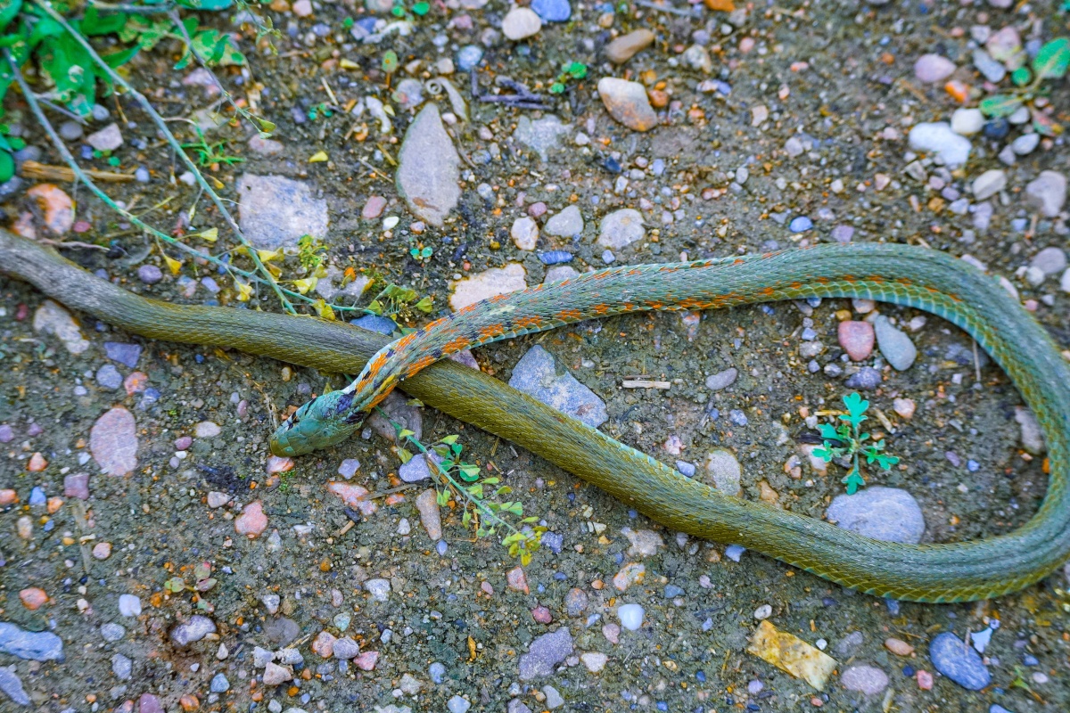 草丛中一条叫不名的蛇