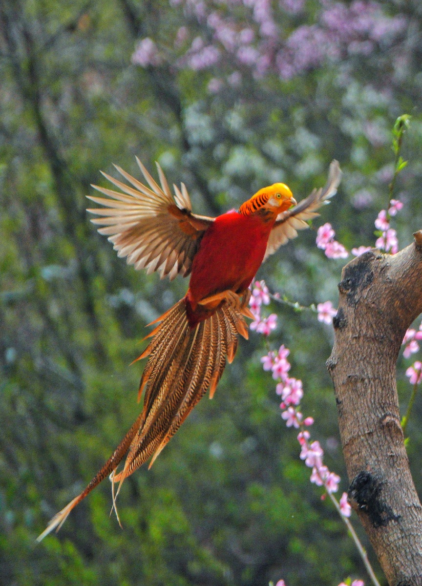 羽毛鸟类翅膀动物红腹锦鸡1/132独行妖哥2021年3月31日1021关注锦鸡