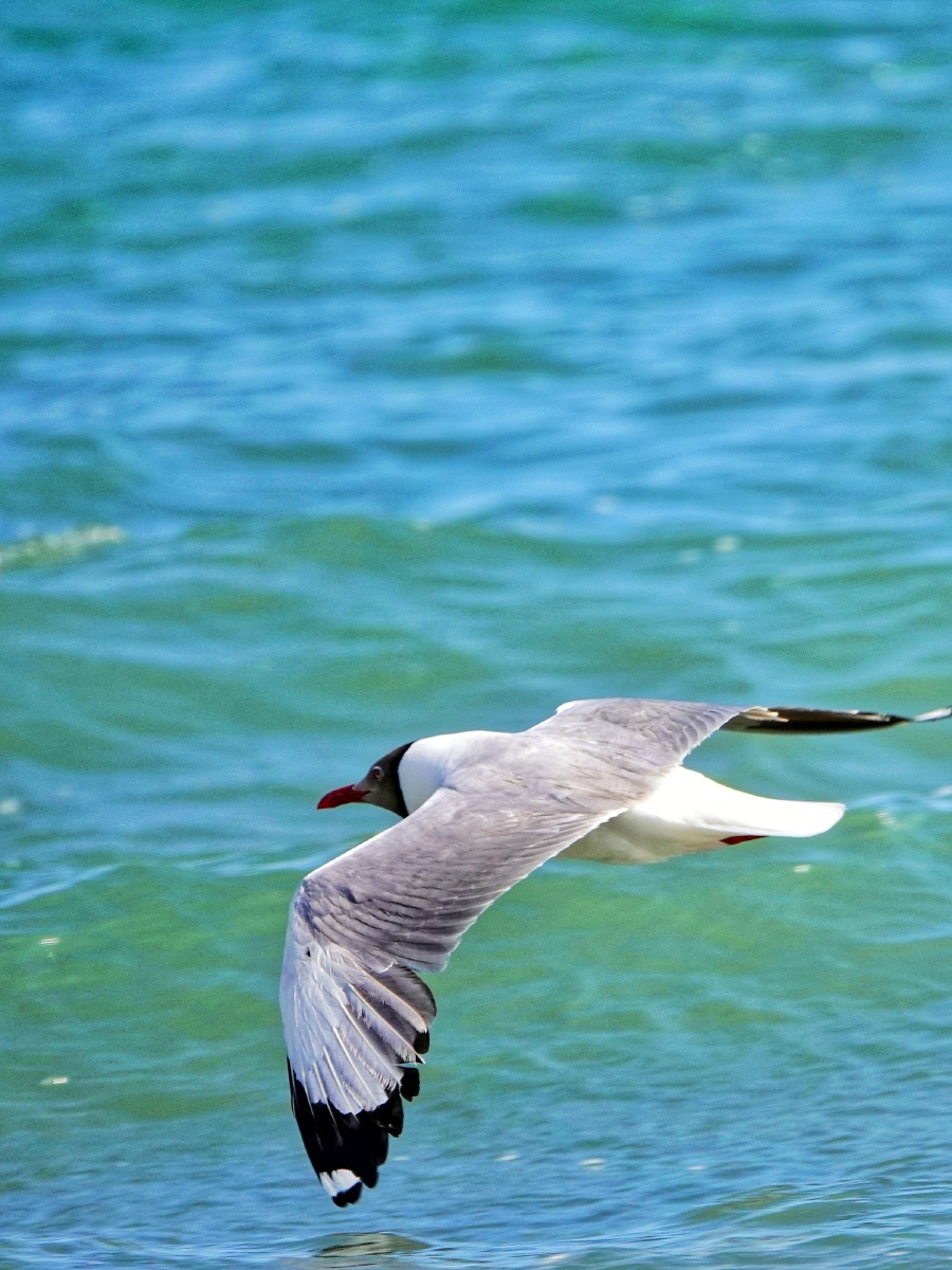 青海湖海鸥