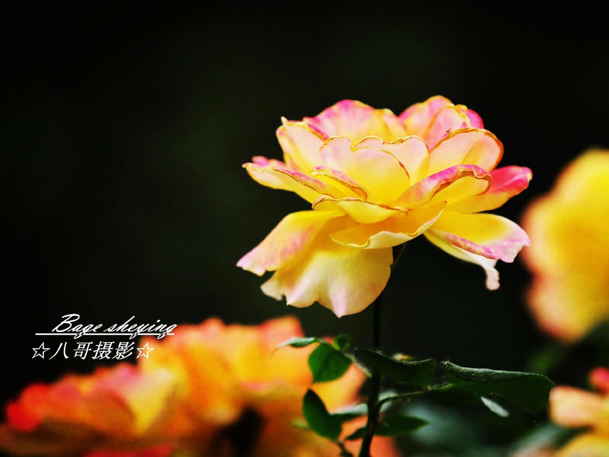 传说中的金边儿月季