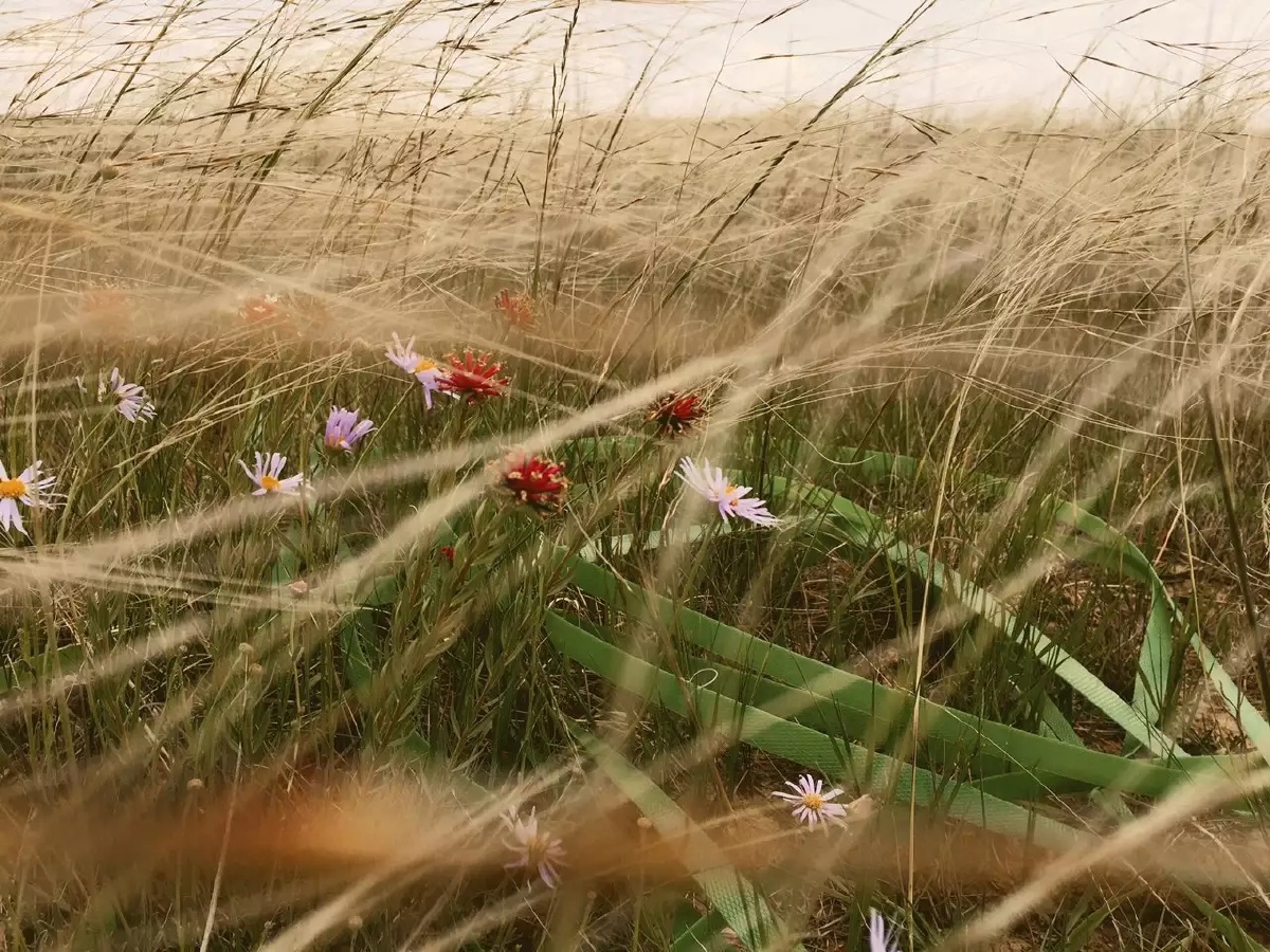 塔拉滩草原随风而动.
