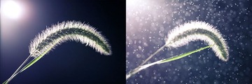 雨