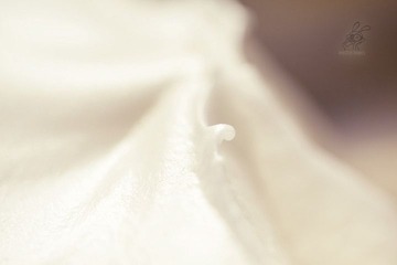 _MG_4501c.jpg