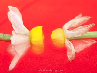 这是一场绚丽妖艳的花葬 3