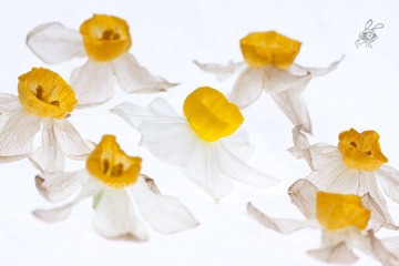 这是一场绚丽妖艳的花葬 8