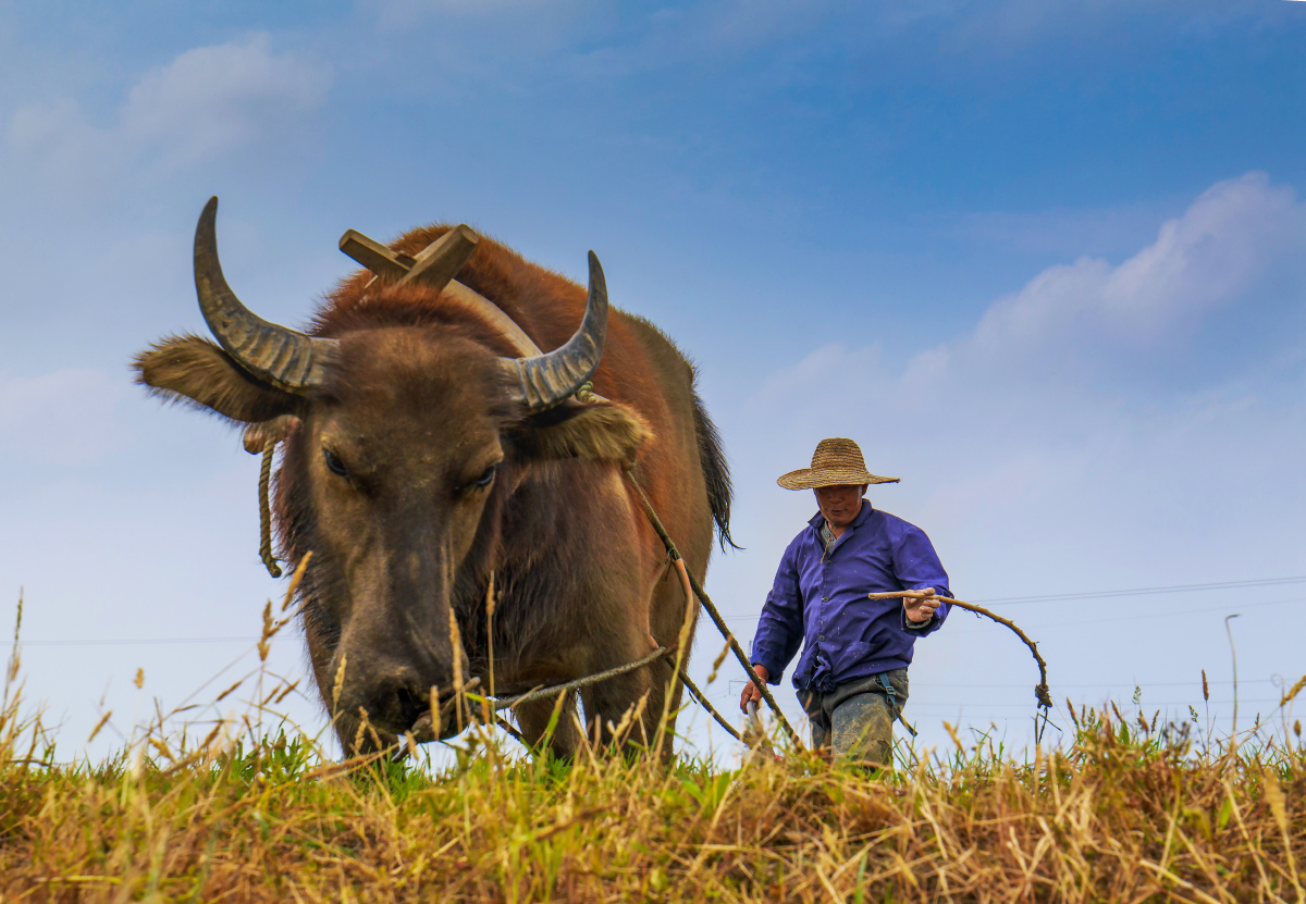 春耕- 东荆河钓客 - 图虫网 - 优质摄影师交流社区
