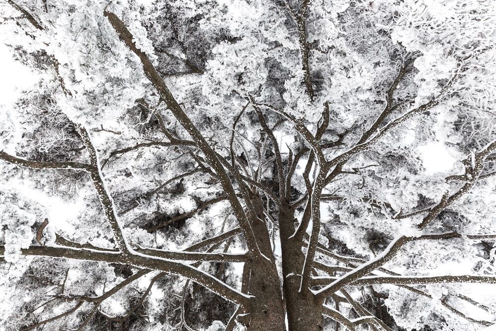 黄山连理松在大雪覆盖下如铁树银花