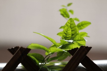 _MG_2070.JPG