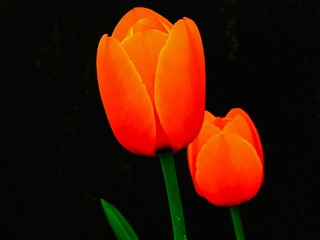 RIMG0478.jpg
