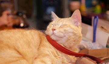 DSC01901-