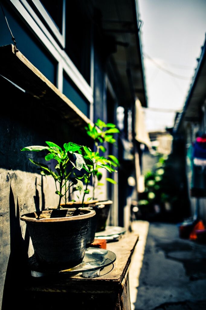 希望这绿植是那大叔的买卖