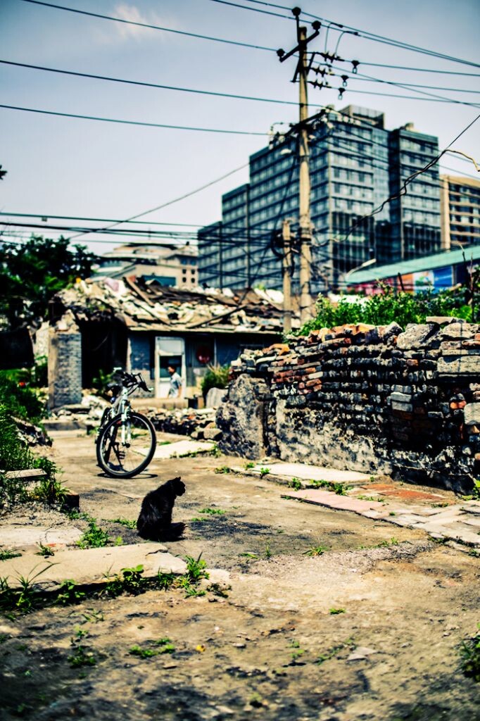 虽破败不堪,但这里是它的乐园