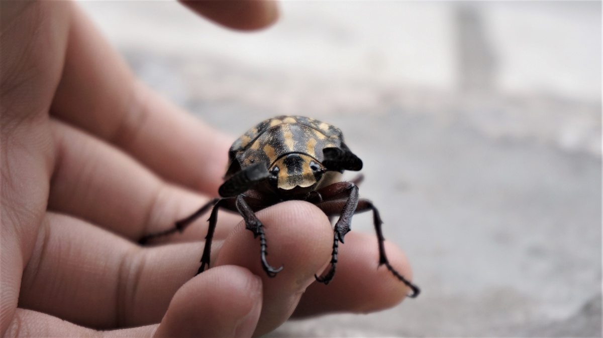 安和桥旁的楼 - 图虫摄影网