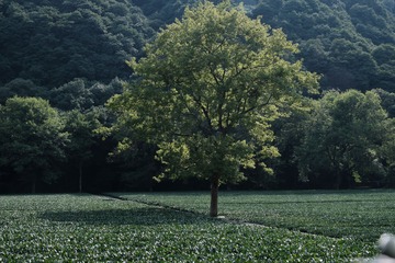 A9E3F8B2-6989-4429-A423-A7FCFFD9E5CF/L0/001