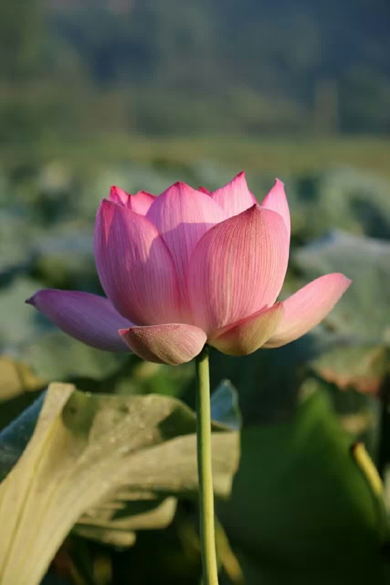 清雅廉洁唯美莲花