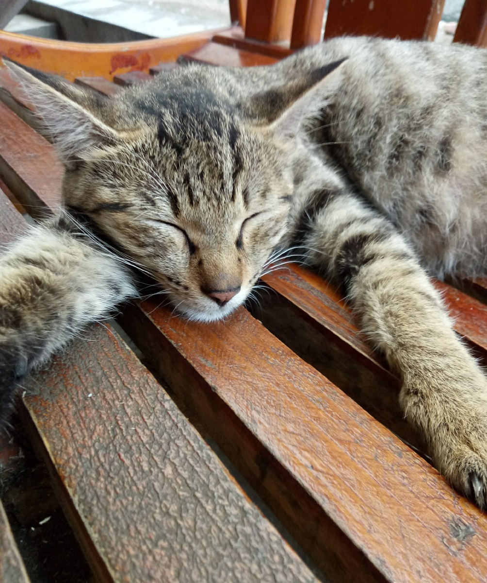 午后慵懒的小猫咪