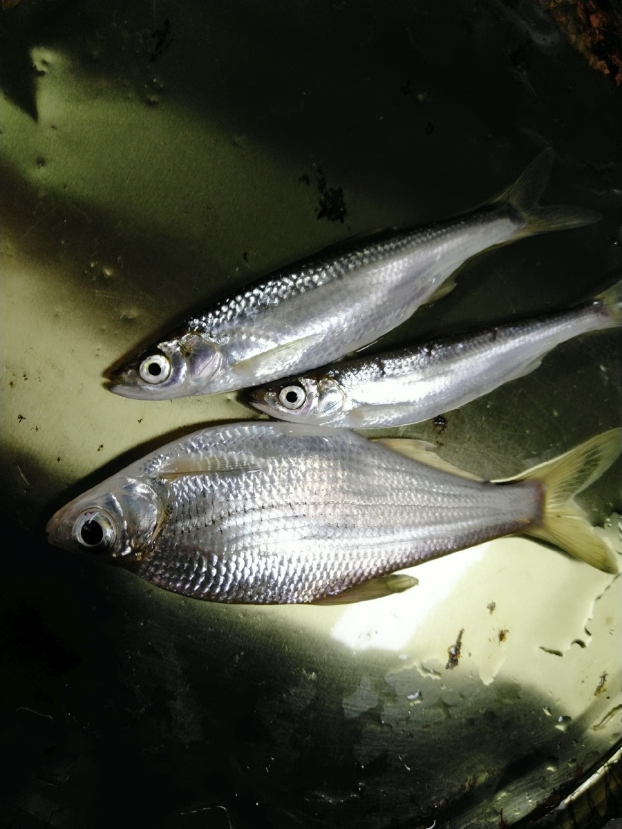 今天三小条,两条青背柳.