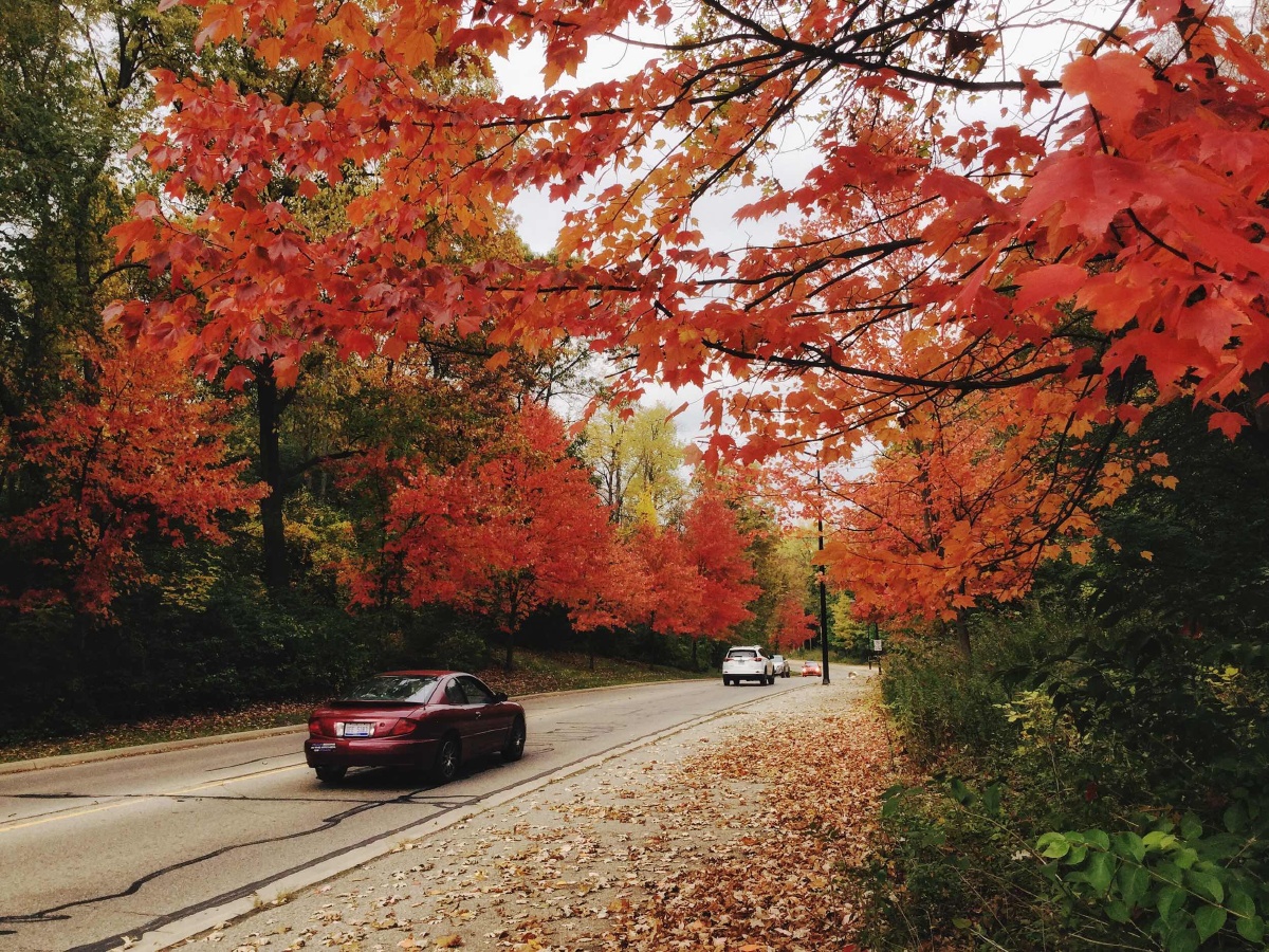 行驶在红枫夹道的公路上