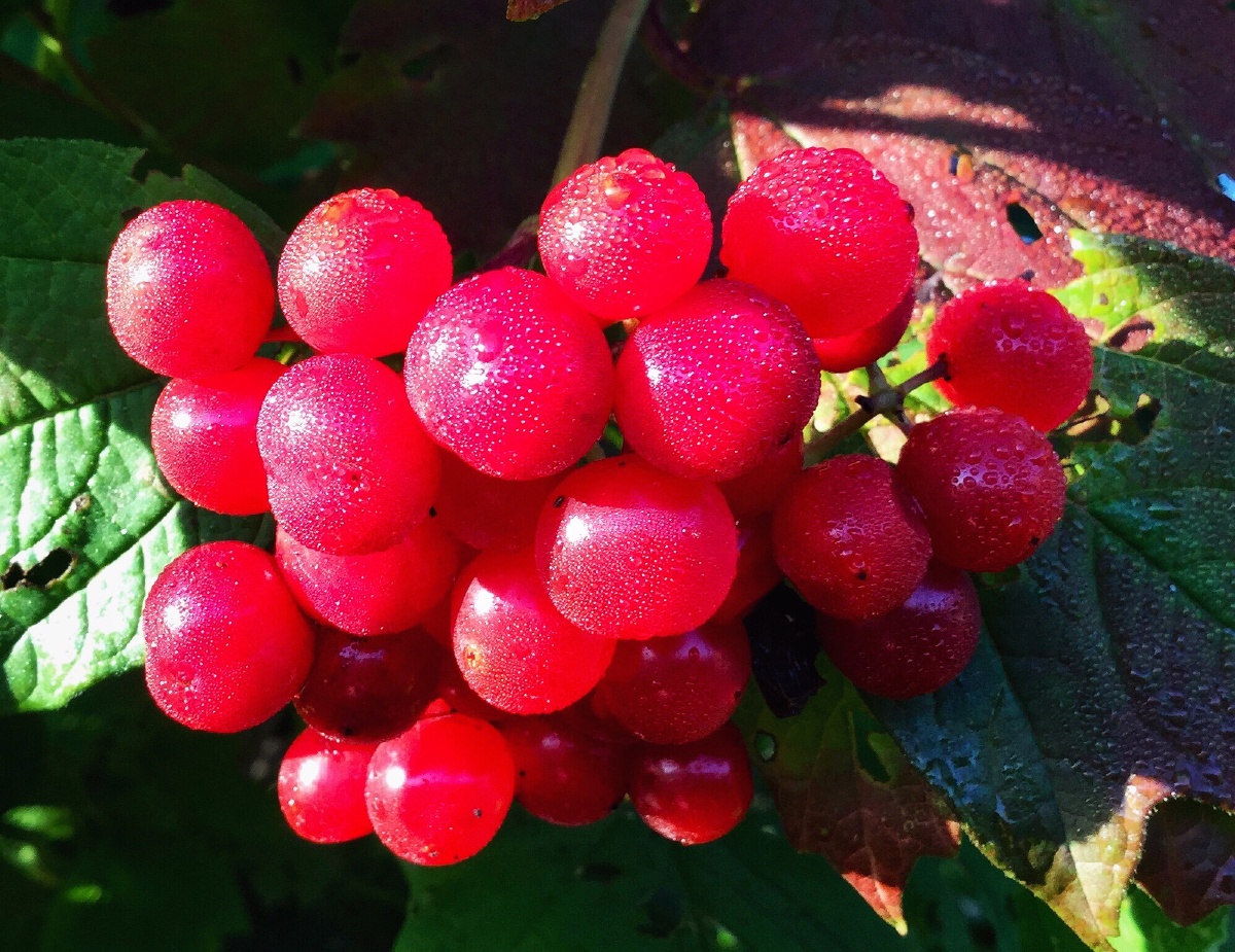 带着露珠的野果