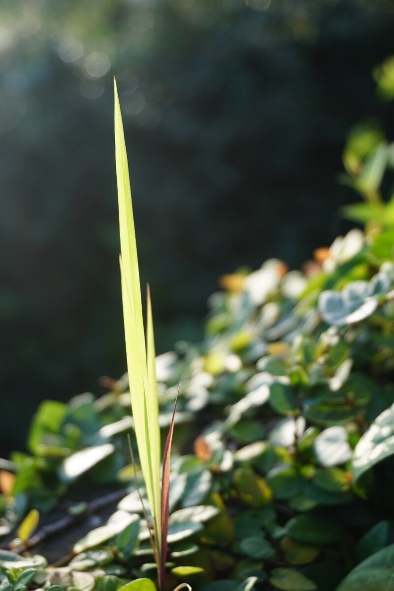 光～青草