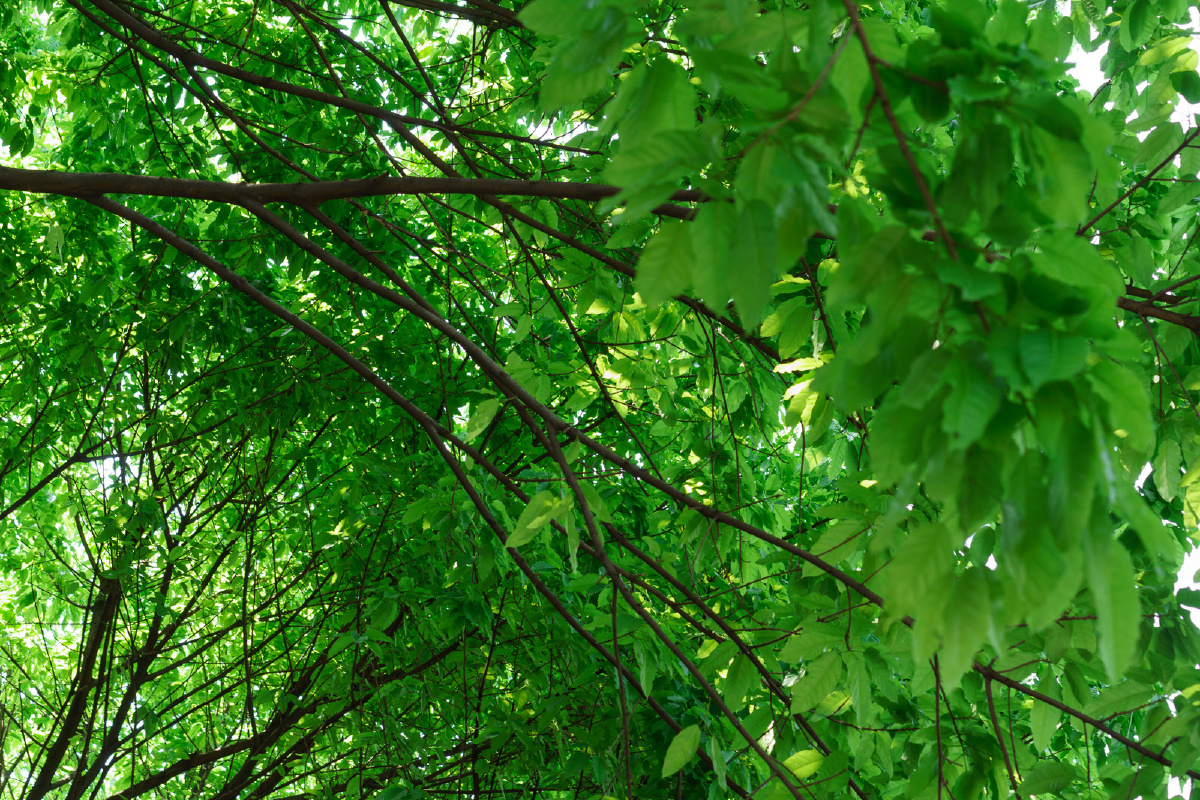 一般我们形容绿色并不会用浓烈和鲜艳这样的字眼,但那天的阳光下,那种