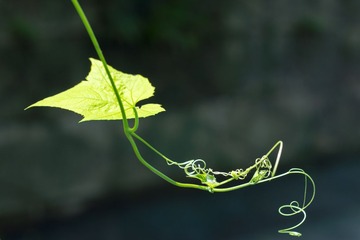_DSC3788.JPG