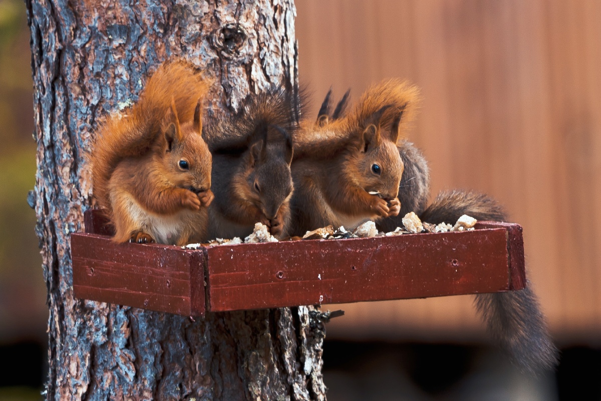 松鼠~ - 北徒山风