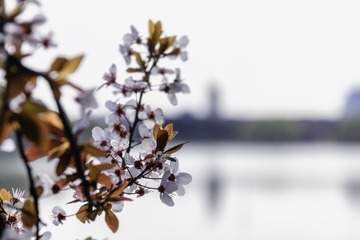 IMG_0727-300dpi