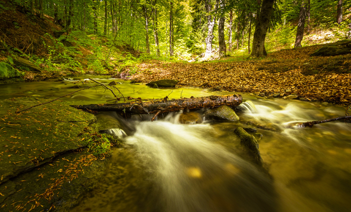 公园小河 森林 深山