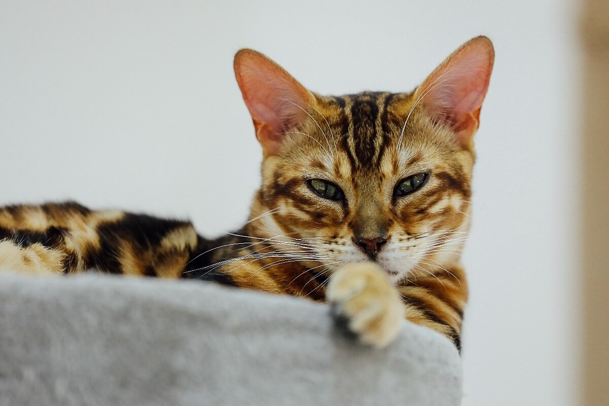 眯眯眼