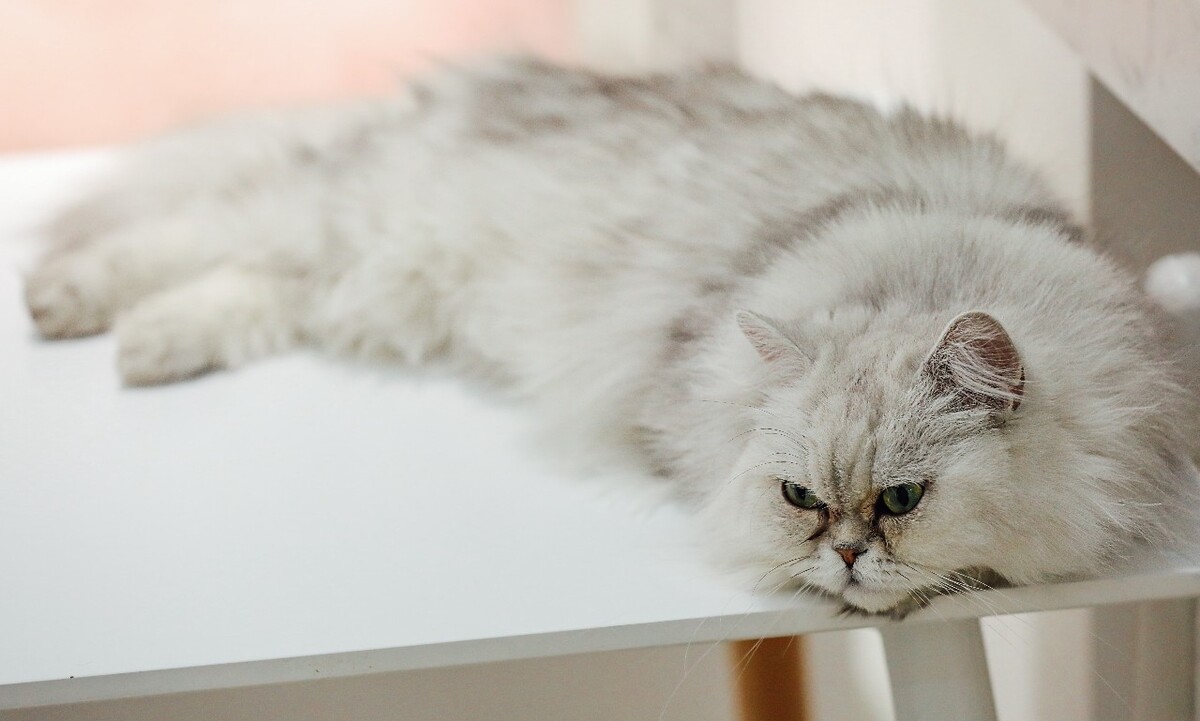 累成猫毯