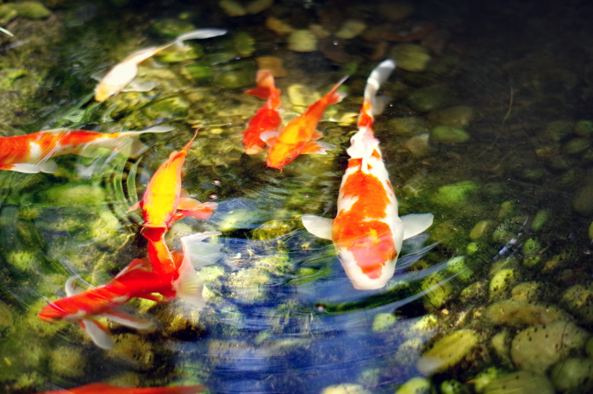 华为摄影爱好者宾得pentax/理光ricoh摄影图虫旅行摄影圈子天津摄影