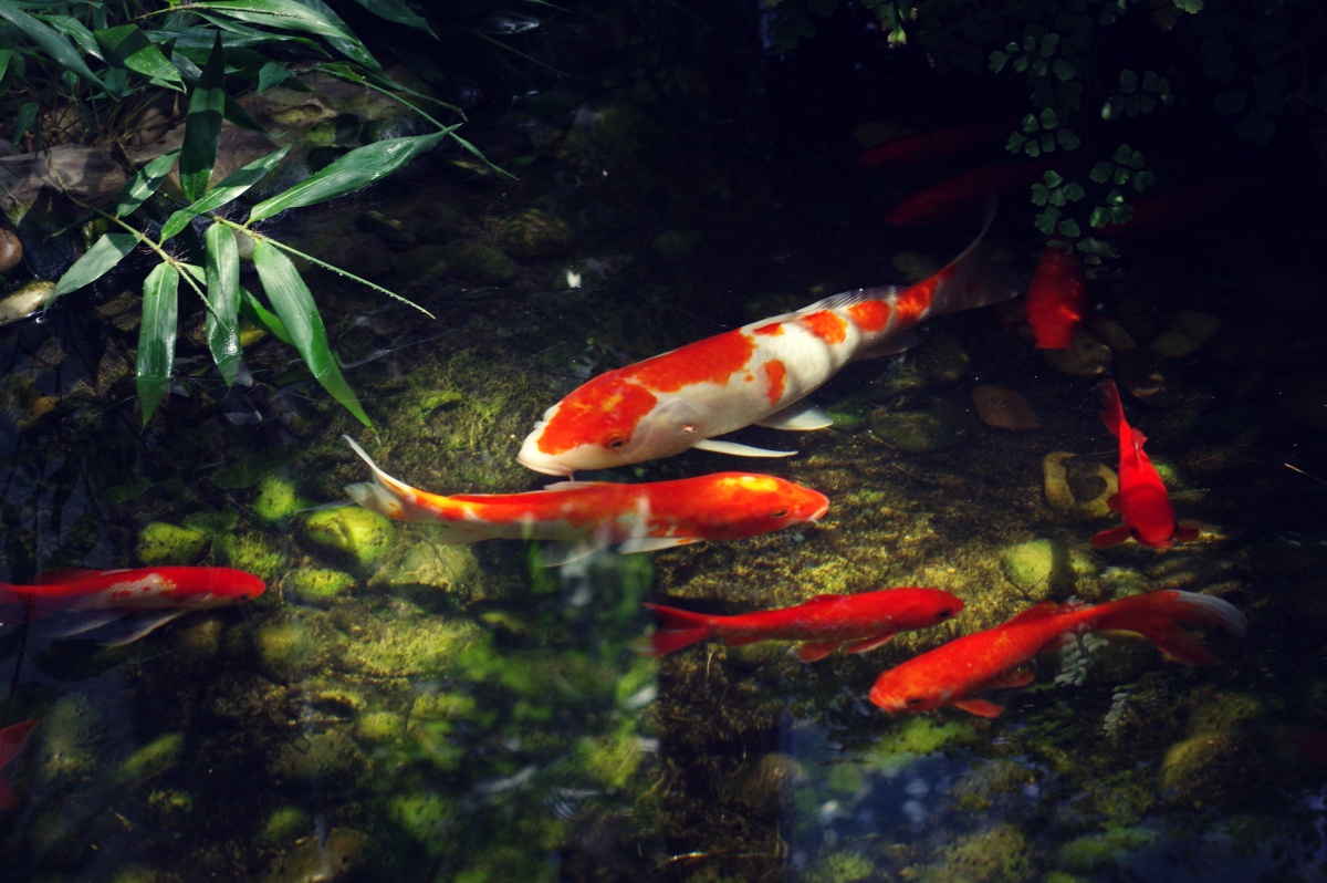 华为摄影爱好者宾得pentax/理光ricoh摄影图虫旅行摄影圈子天津摄影