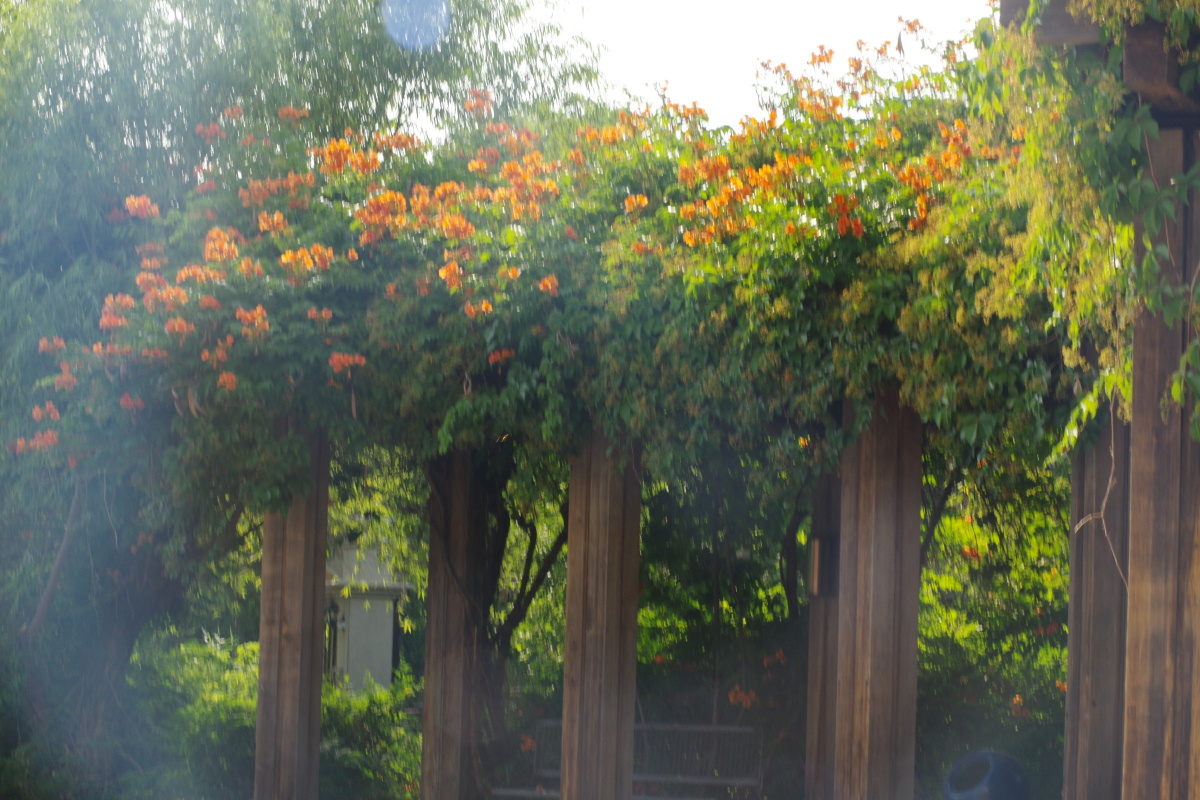 满架凌霄花正艳