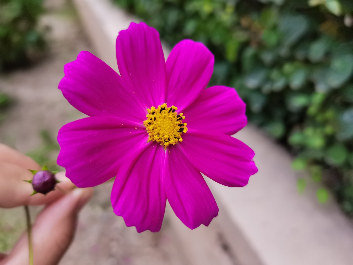 格桑花扫帚梅