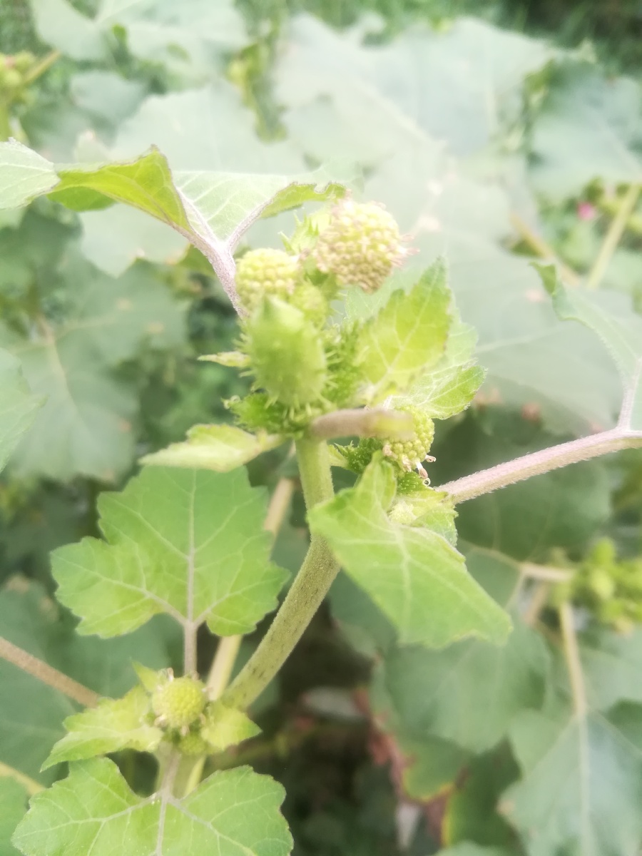 中药材～苍耳 - 红枫侠客 - 图虫