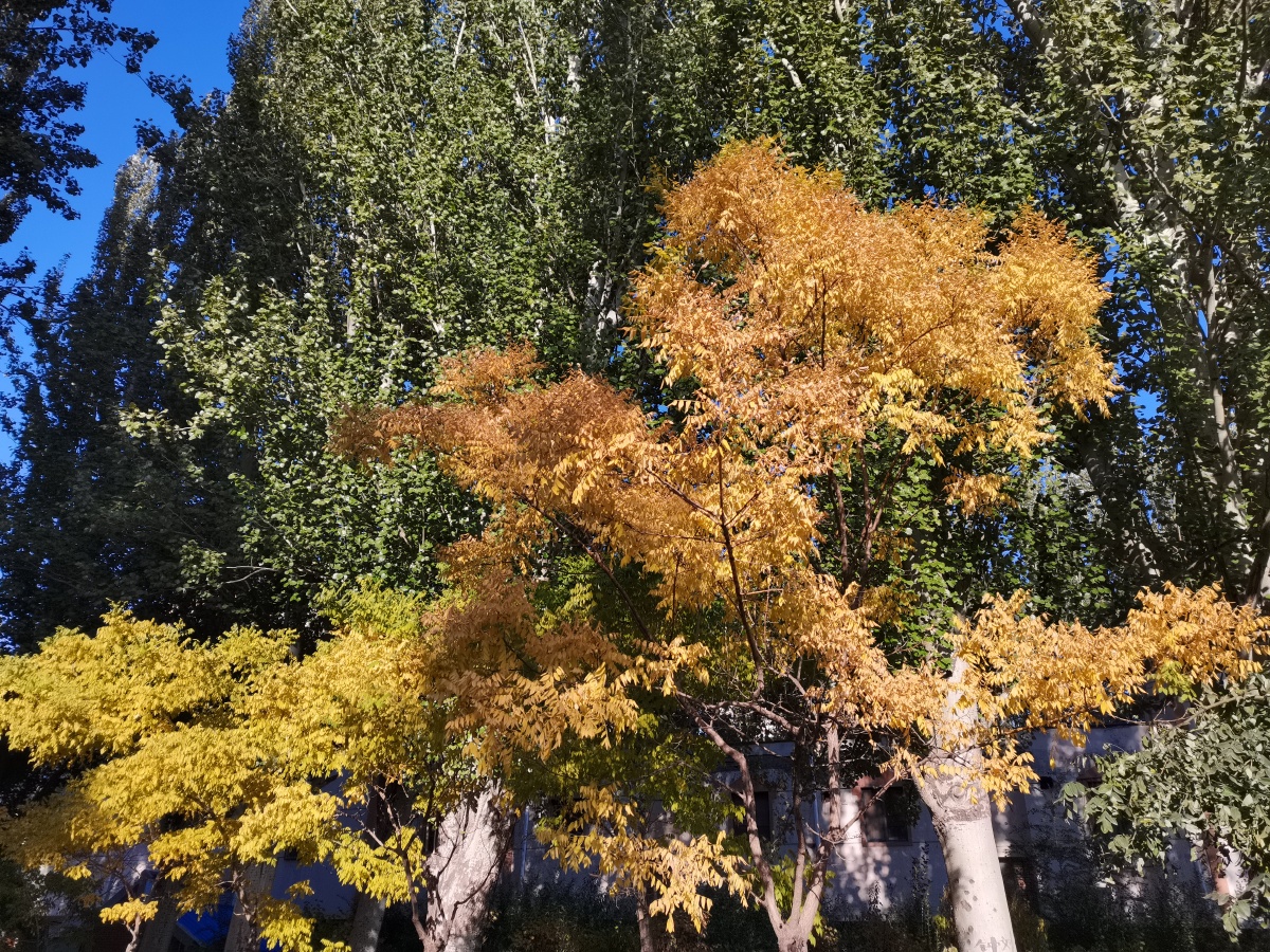 秋色秋韵槐树黄叶