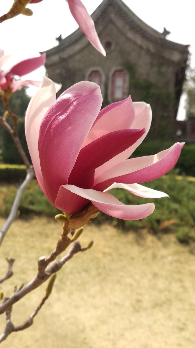 静园玉兰花