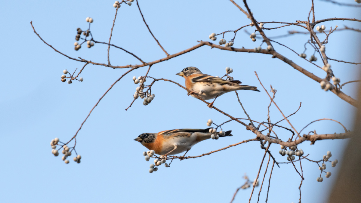 树上的鸟儿成双对