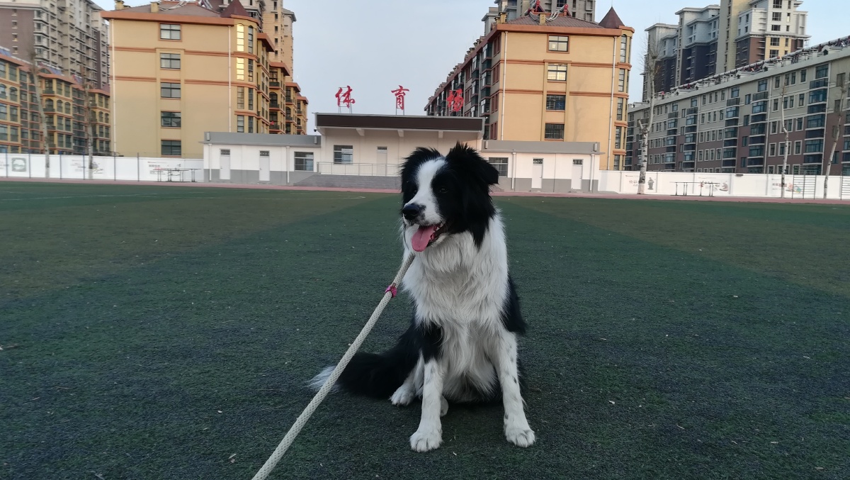 渝北名望宠物