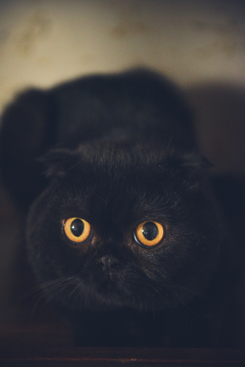 英短折耳猫小黑