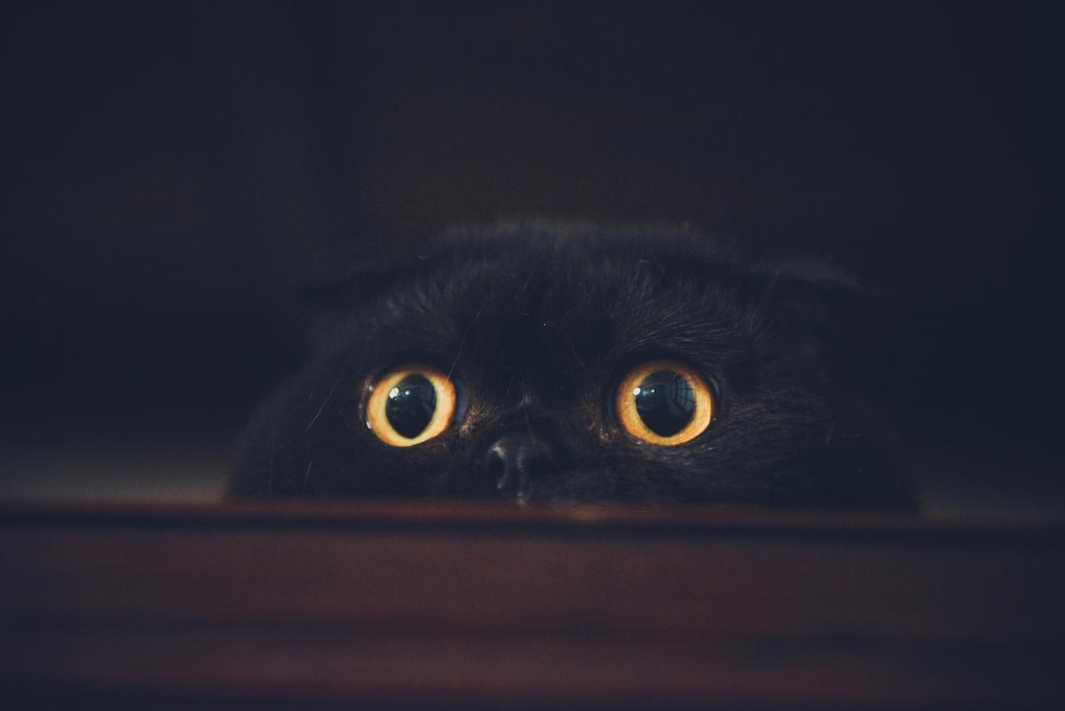 英短折耳猫小黑