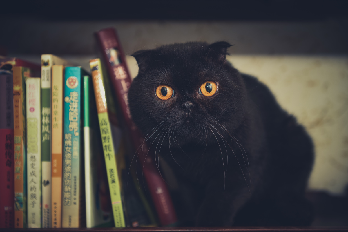 英短折耳猫小黑